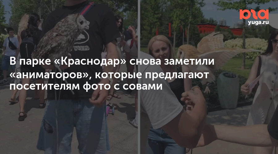 В парке «Краснодар» снова заметили «аниматоров», которые предлагают посетителям фото с совами