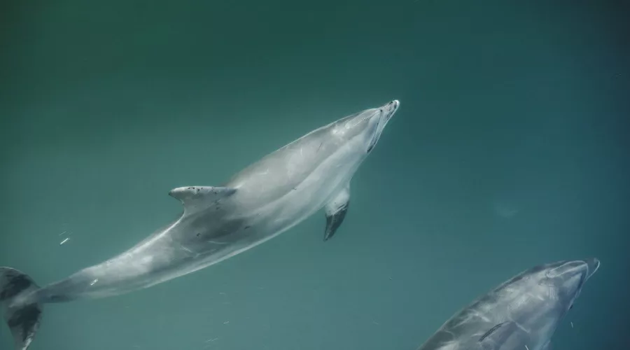  &copy;&nbsp;Скриншот фото из телеграм-канала Delfacenter