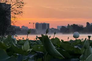 Рассвет в лотосах в озере Старая Кубань &copy;&nbsp;Фото Марины Солошко, Юга.ру