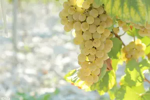  &copy;&nbsp;Фото Юга.ру