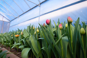 Тюльпаны © Фото Елены Синеок, Юга.ру