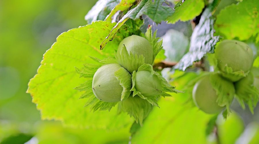  © Фото Myriams-Fotos с сайта pixabay.com