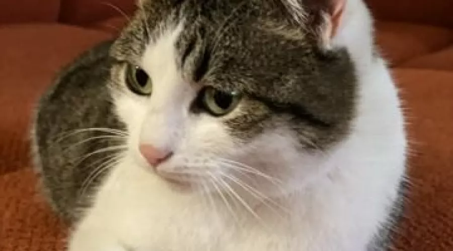  &copy;&nbsp;Фото с сайта avito.ru