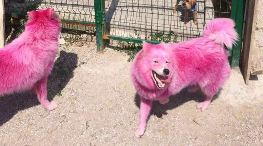  &copy;&nbsp;Фото из группы &laquo;ХАСКИ ХЭЛП - Команда помощи хаски и СЕС&raquo; &laquo;ВКонтакте&raquo;, vk.com/husky_help_team