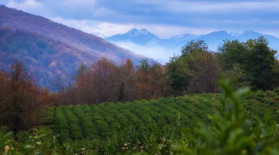 Плантации чая в Сочи &copy;&nbsp;Фото lanakray, freepik.com