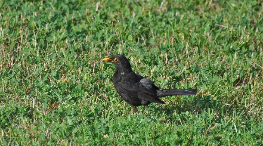 Черный дрозд &copy;&nbsp;Фото пресс-службы Сочинского нацпарка