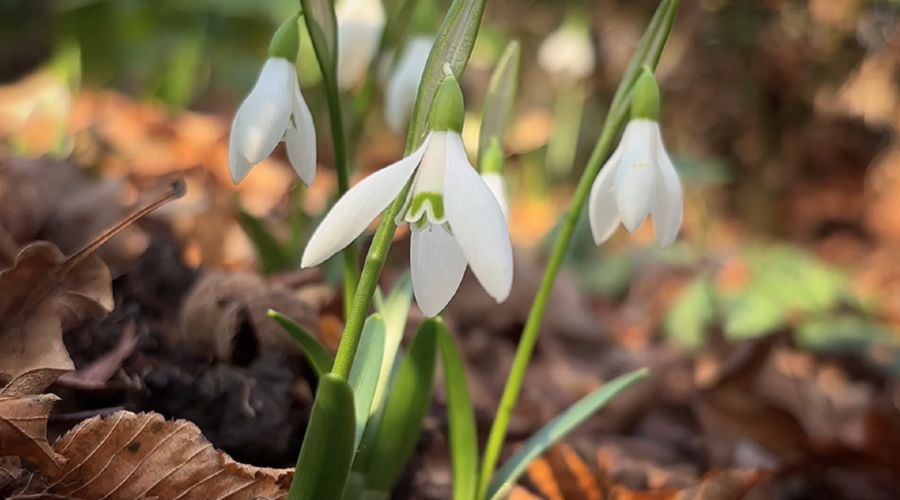  © Скриншот видео Наташи Елагиной из телеграм-канала Сочинского национального парка