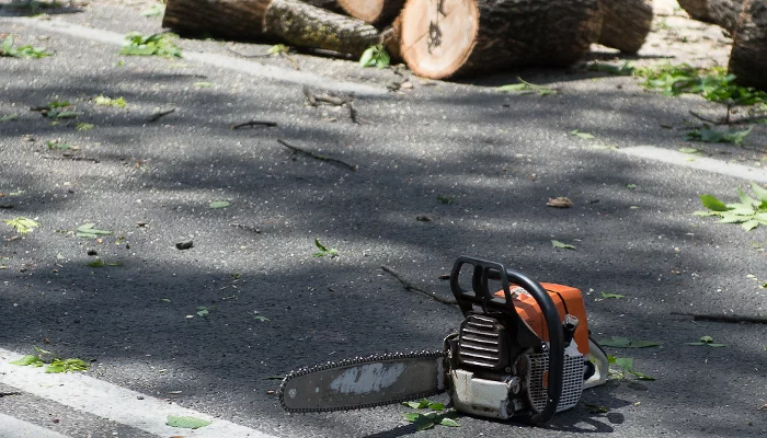 Спил деревьев на ул. Красной в Краснодаре &copy;&nbsp;Михаил Ступин, ЮГА.ру