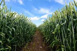 УОХ &laquo;Кубань&raquo; &copy;&nbsp;Фото Елены Синеок, Юга.ру