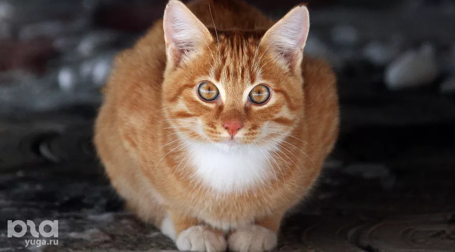 Кошка &copy;&nbsp;Фото Елены Синеок, Юга.ру