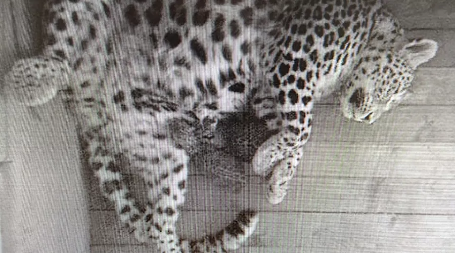  &copy;&nbsp;Фото пресс-службы Сочинского нацпарка