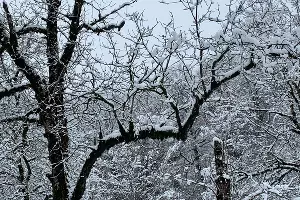  &copy;&nbsp;Фото пресс-службы Кавказского заповедника