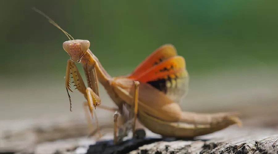 Богомол &copy;&nbsp;Фото Андрея Тихоновского, unsplash.com