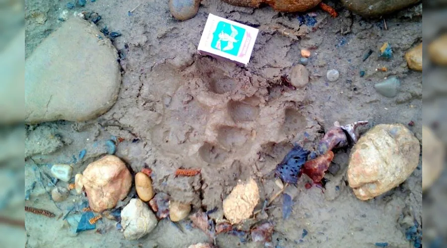  &copy;&nbsp;Фото пресс-службы Кавказского биосферного заповедника