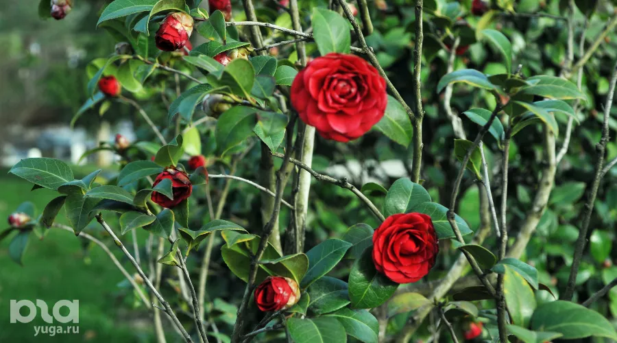 Цветы в Японском саду &copy;&nbsp;Фото Марины Солошко, Юга.ру