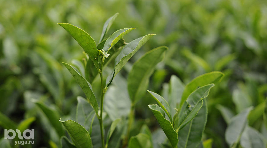 Чайная плантация © Фото Александра Никонова, Юга.ру