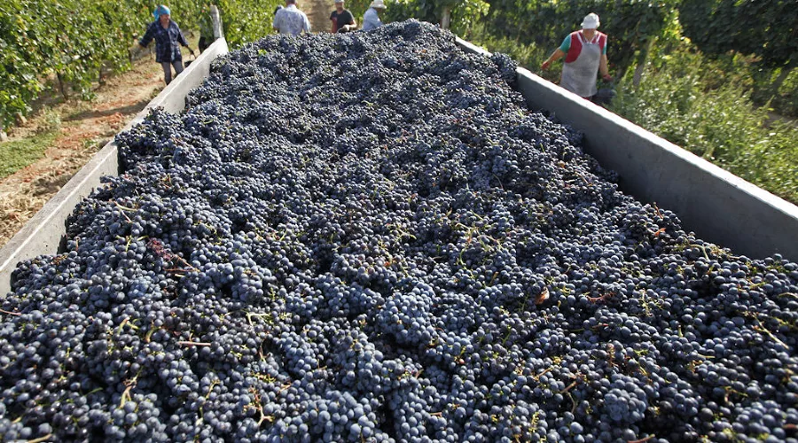 Сбор винограда на Кубани &copy;&nbsp;Влад Александров, ЮГА.ру