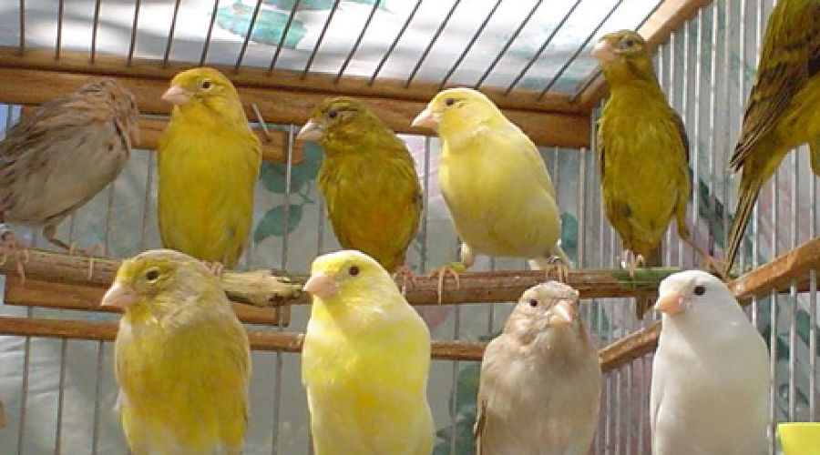 Канарейка лимонная. Пестрый кенар. Канарейка. Канарейки заводчики. Канарейки заводчики.