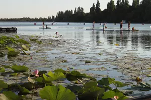 Лотосы в озере Старая Кубань &copy;&nbsp;Фото Марины Солошко, Юга.ру