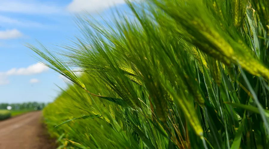 УОХ «Кубань» &copy;&nbsp;Фото Елены Синеок, Юга.ру