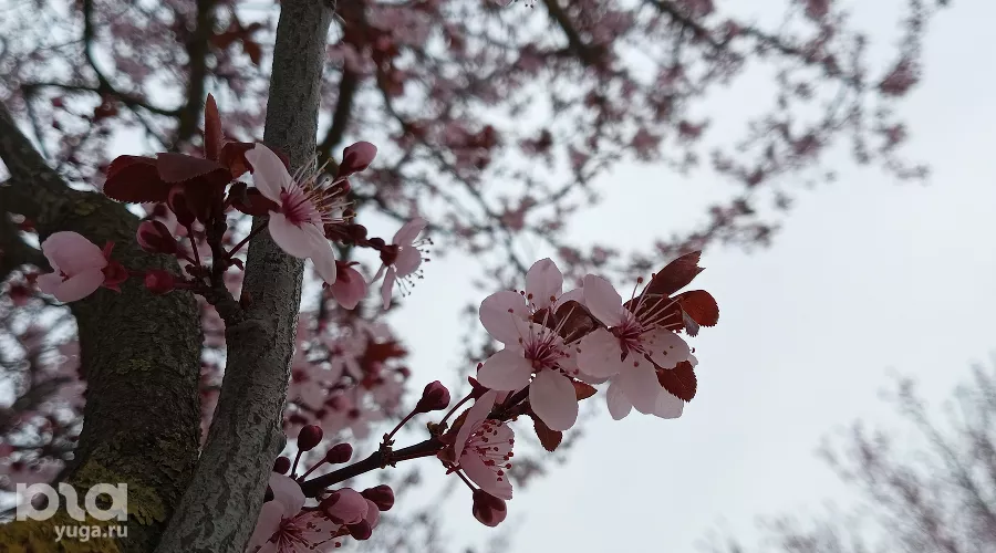 Весна в парке «Краснодар» &copy;&nbsp;фото Андрея Малёваного