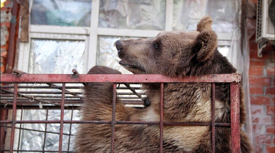  © Фото пресс-службы администрации Краснодара