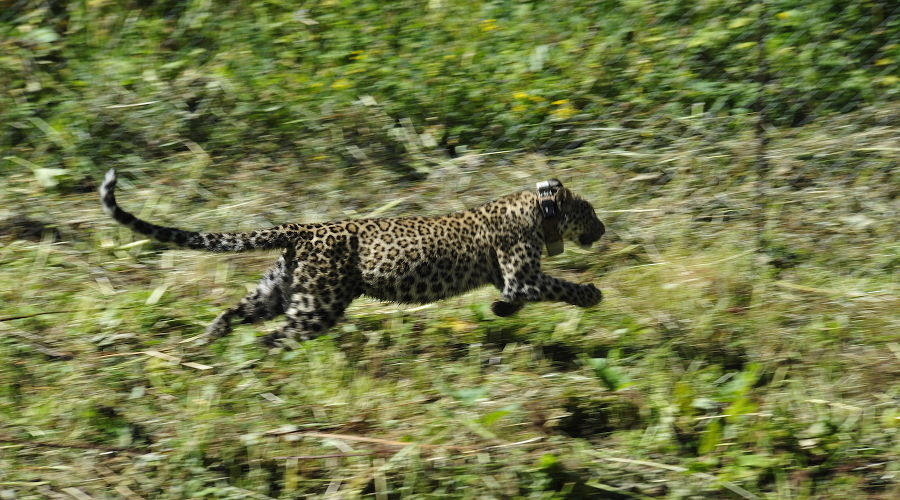  © Фото пресс-службы Кавказского биосферного заповедника
