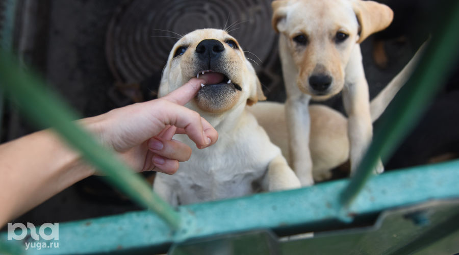  © Фото Елены Синеок, Юга.ру