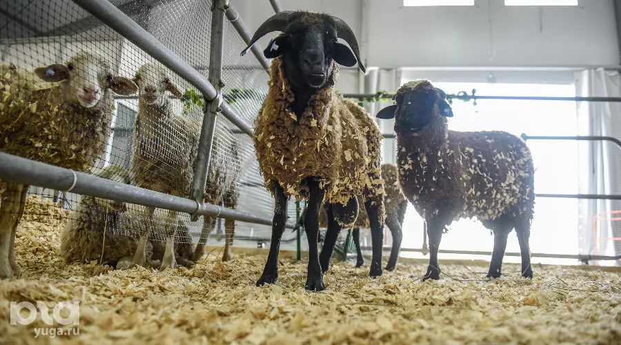  &copy;&nbsp;Фото Елены Синеок, Юга.ру