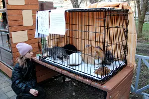  &copy;&nbsp;Фото Александра Кореневского