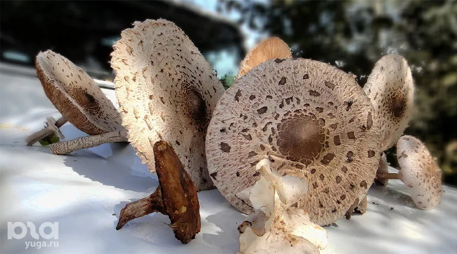  &copy;&nbsp;Фото Евгения Мельченко, Юга.ру