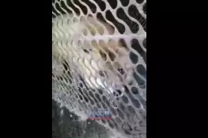 &copy;&nbsp;Скриншот видео из телеграм-канала &laquo;Россия.Кубань&raquo;, t.me/russiakuban