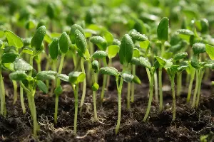 рассада &copy;&nbsp;&copy; Изображение сгенерировано с помощью Gigachat