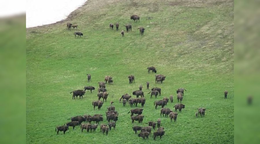 Зубры в Кавказском заповеднике © Фото из группы vk.com/kavzapoved