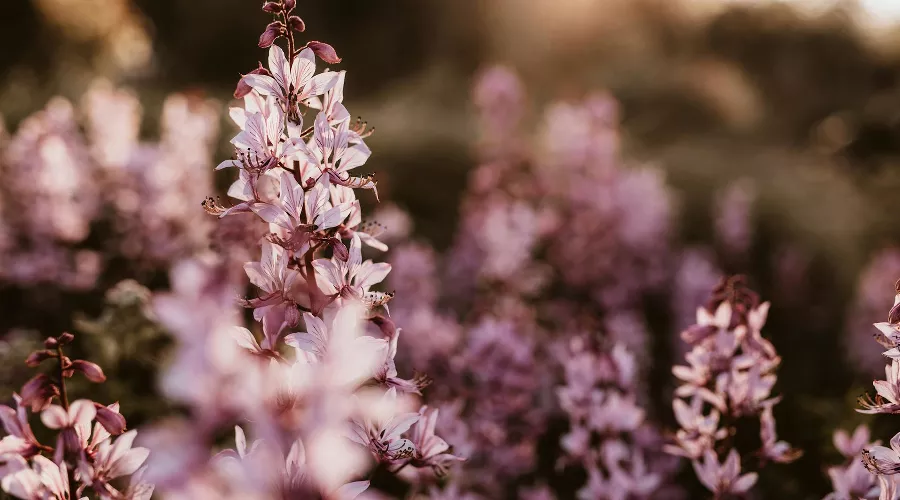 Ясенец кавказский &copy;&nbsp;Фото пользователя Sabine Fischer сайта pexels.com