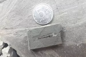 Vinciguerria merklini &copy;&nbsp;Фото пресс-службы Палеонтологического института имени А.А. Борисяка РАН