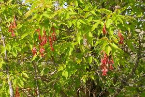 Клен ясенелистный &copy;&nbsp;Файл доступен по лицензии Creative Commons Attribution-Share Alike 2.0 Generic