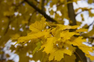 Осень &copy;&nbsp;Фото Елены Синеок, Юга.ру