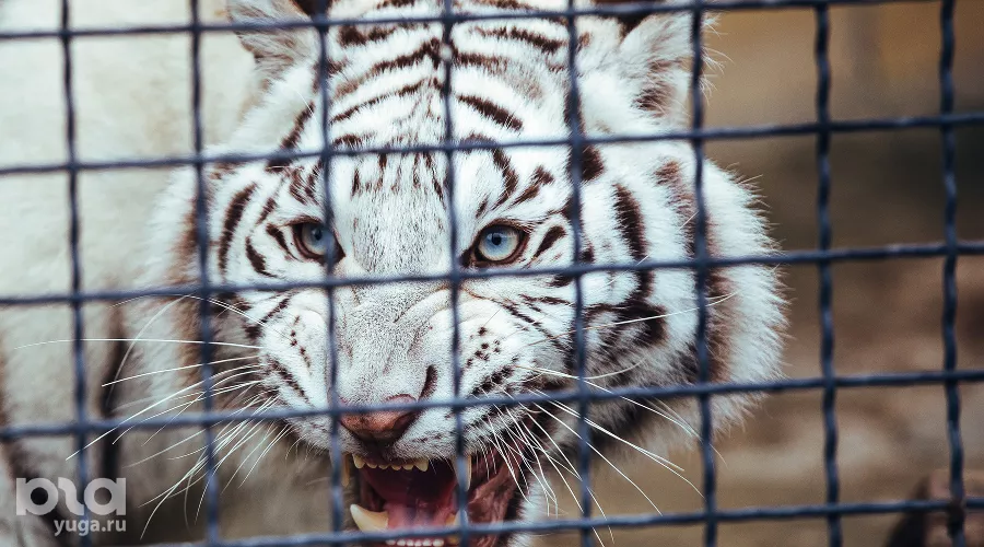 Парк львов "Тайган" в Крыму  &copy;&nbsp;Денис Яковлев, ЮГА.ру