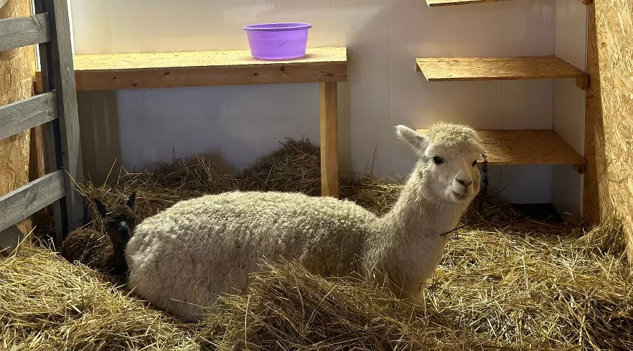  &copy;&nbsp;Фото пресс-службы курорта &laquo;Роза Хутор&raquo;