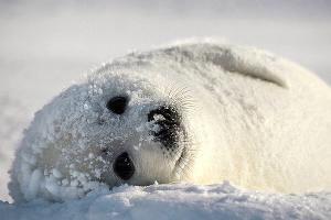 Каспийский тюлень © Фото с сайта Центра природы Кавказа, caucasusnature.ru
