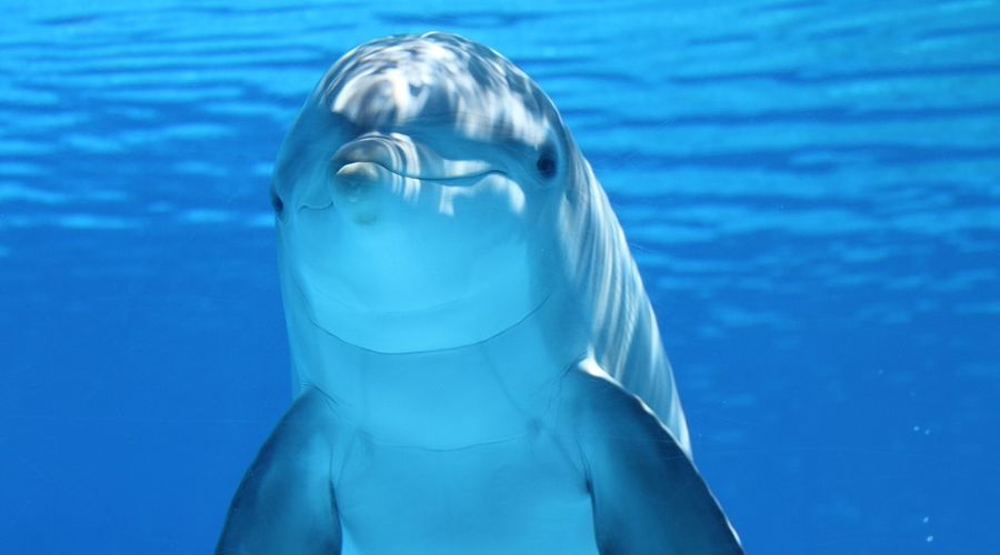  © Фото с сайта pixabay.com