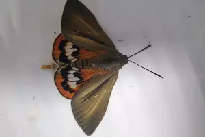  &copy;&nbsp;Фото пресс-службы Сочинского национального парка