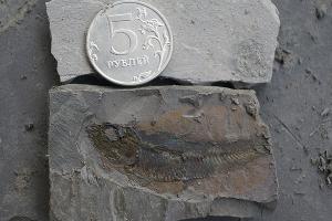 Karaganops sp. © Фото пресс-службы Палеонтологического института имени А.А. Борисяка РАН