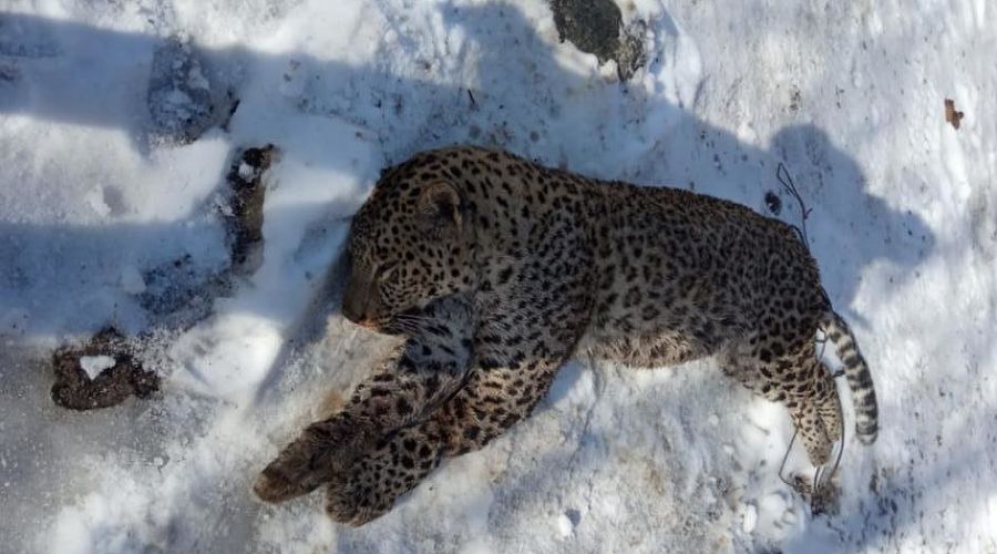  © Фото пресс-службы WWF