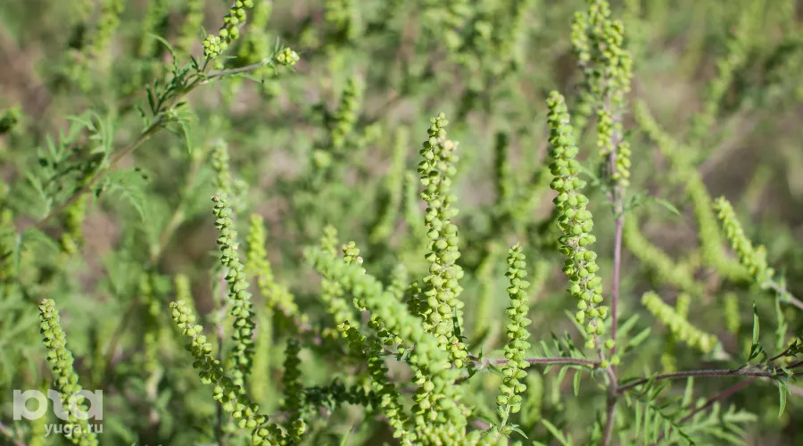  &copy;&nbsp;Фото Елены Синеок, Юга.ру