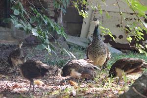  © Фото пресс-службы Сочинского нацпарка
