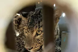  &copy;&nbsp;Фото пресс-службы Кавказского биосферного заповедника