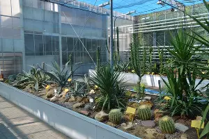 Экспозиция флоры Мексиканского нагорья &copy;&nbsp;Фото Ботанического сада ЮФУ