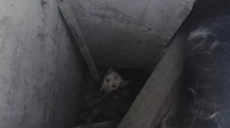  &copy;&nbsp;Фото из инстаграма начальника &laquo;Службы спасения&raquo; Новороссийска Алексея Одерова, instagram.com/alekseioderov/